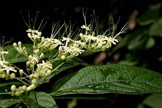 Clerodendrum cyrtophyllum